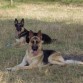 pongo atras, rocky en frente